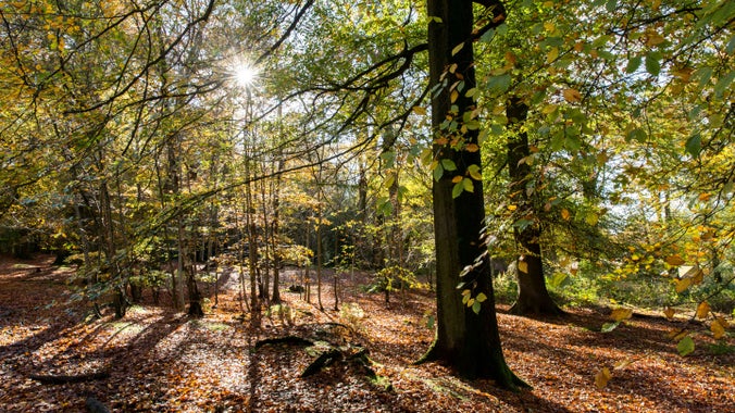The woods in autumn